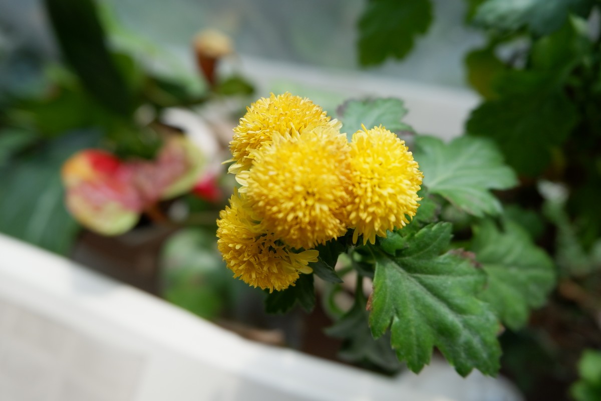 年前咸鱼入手准新机，多年没玩了，试一把！