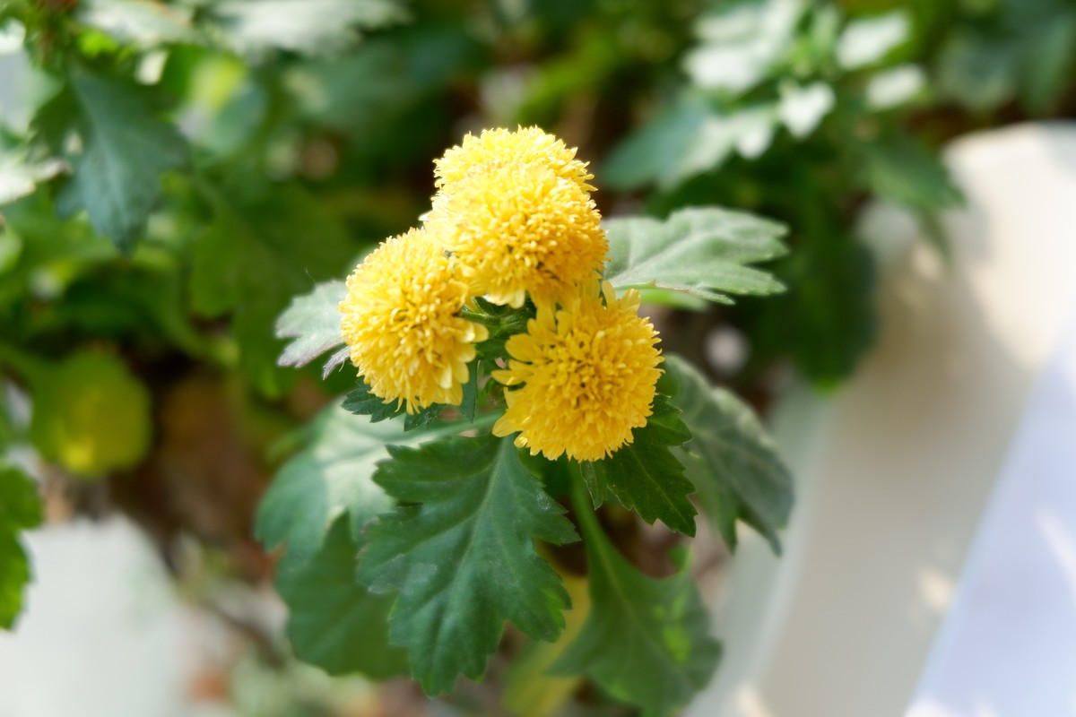 年前咸鱼入手准新机，多年没玩了，试一把！