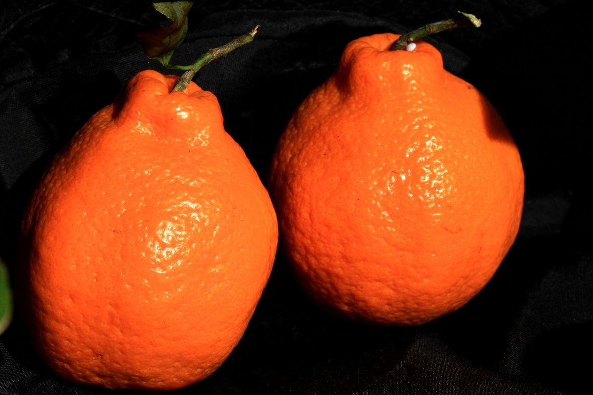 丑橘和粑粑柑有什么区别(丑橘和粑粑柑有什么区别?