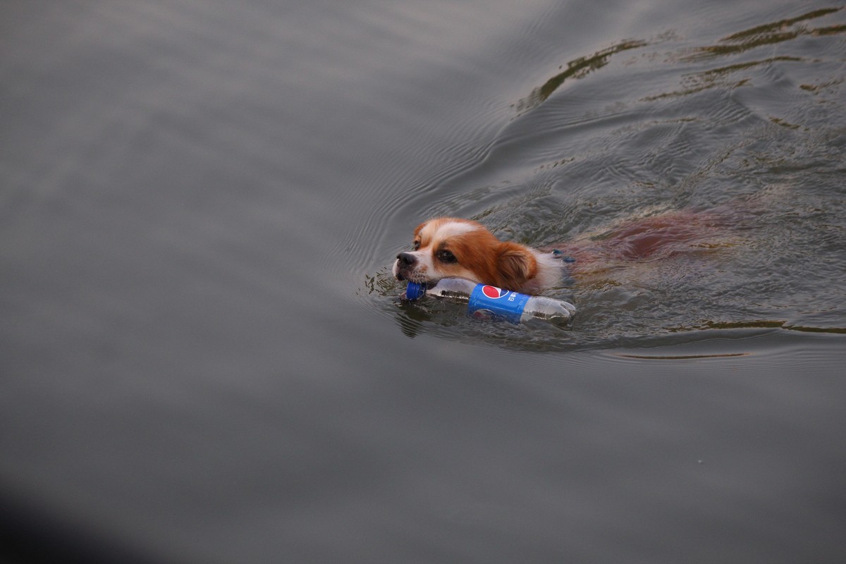 花地河的狗狗清道夫
