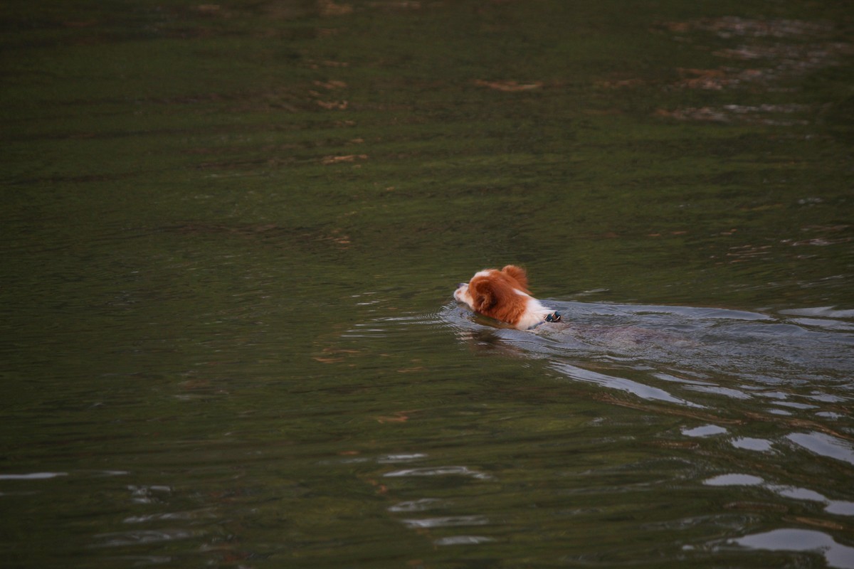 花地河的狗狗清道夫