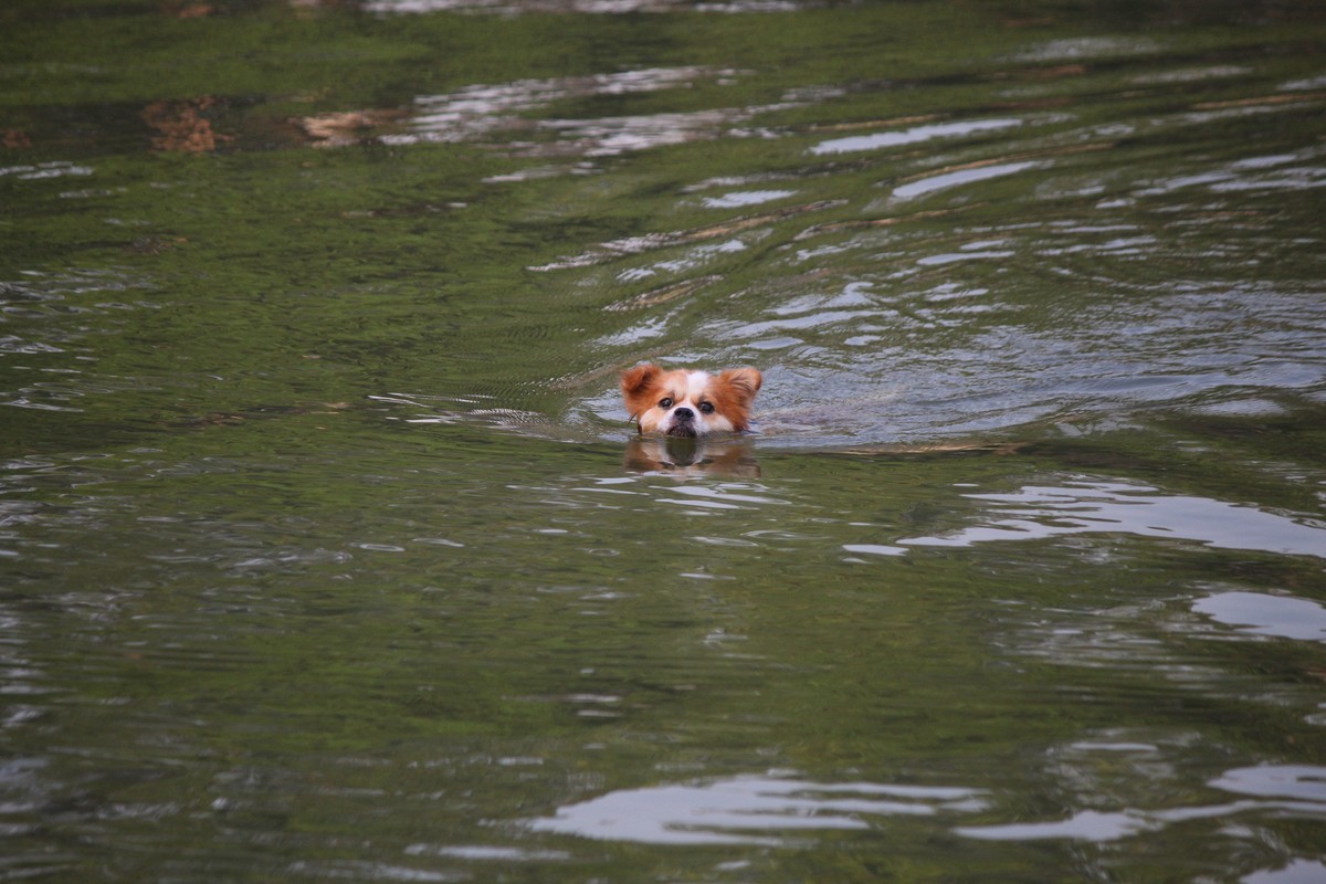 花地河的狗狗清道夫