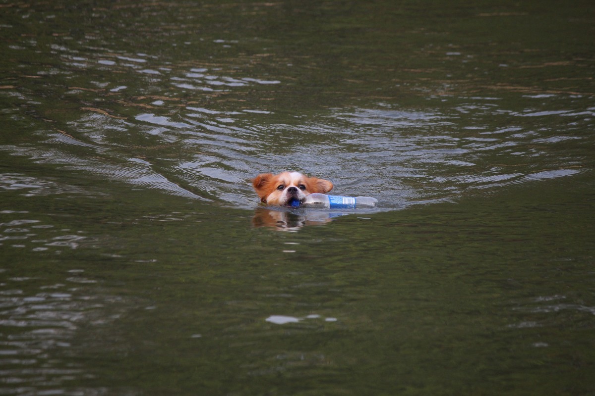 花地河的狗狗清道夫