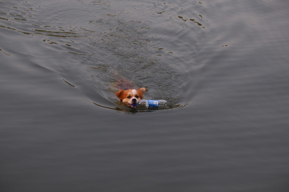 花地河的狗狗清道夫