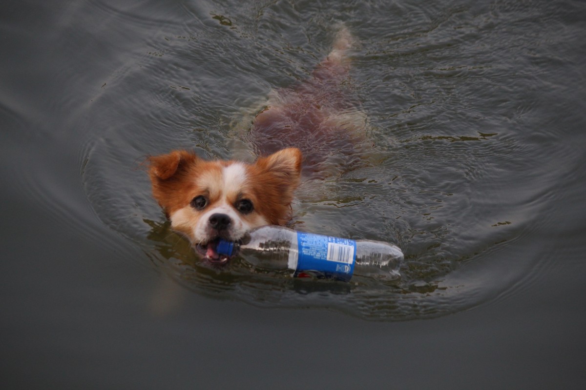 花地河的狗狗清道夫