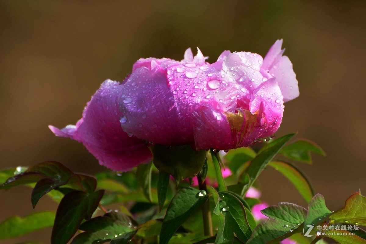 雨后牡丹花更娇