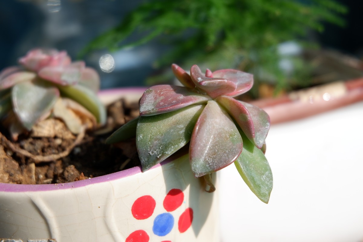 年前咸鱼入手准新机，多年没玩了，试一把！