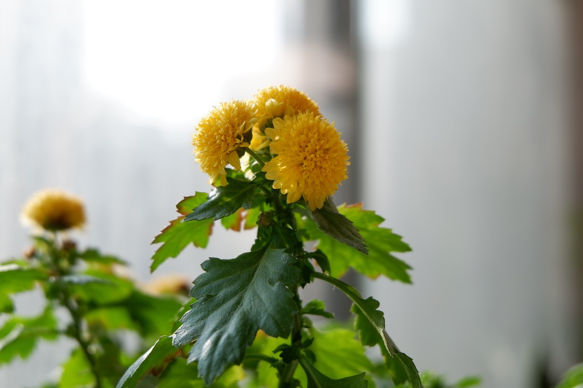 年前咸鱼入手准新机，多年没玩了，试一把！