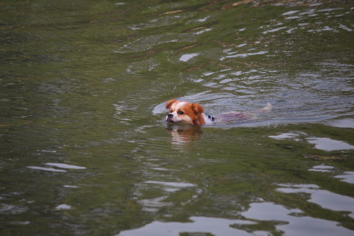 花地河的狗狗清道夫