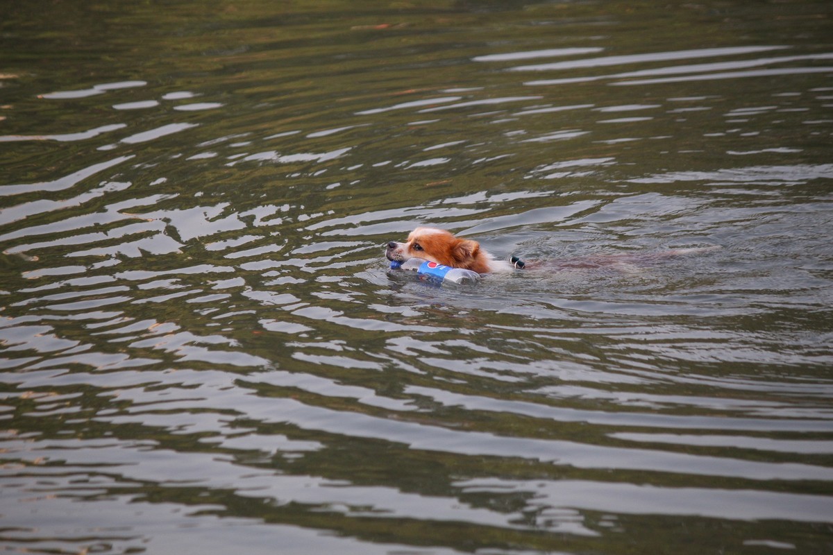 花地河的狗狗清道夫