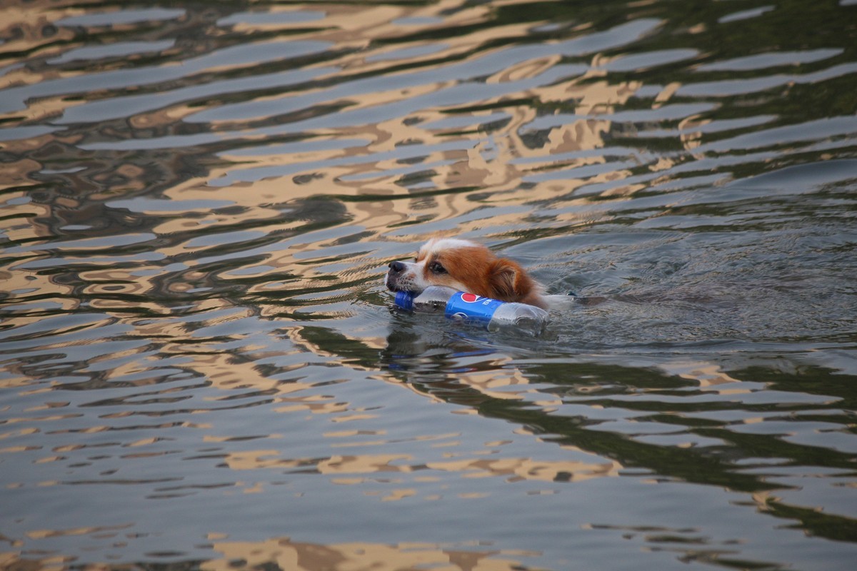 花地河的狗狗清道夫
