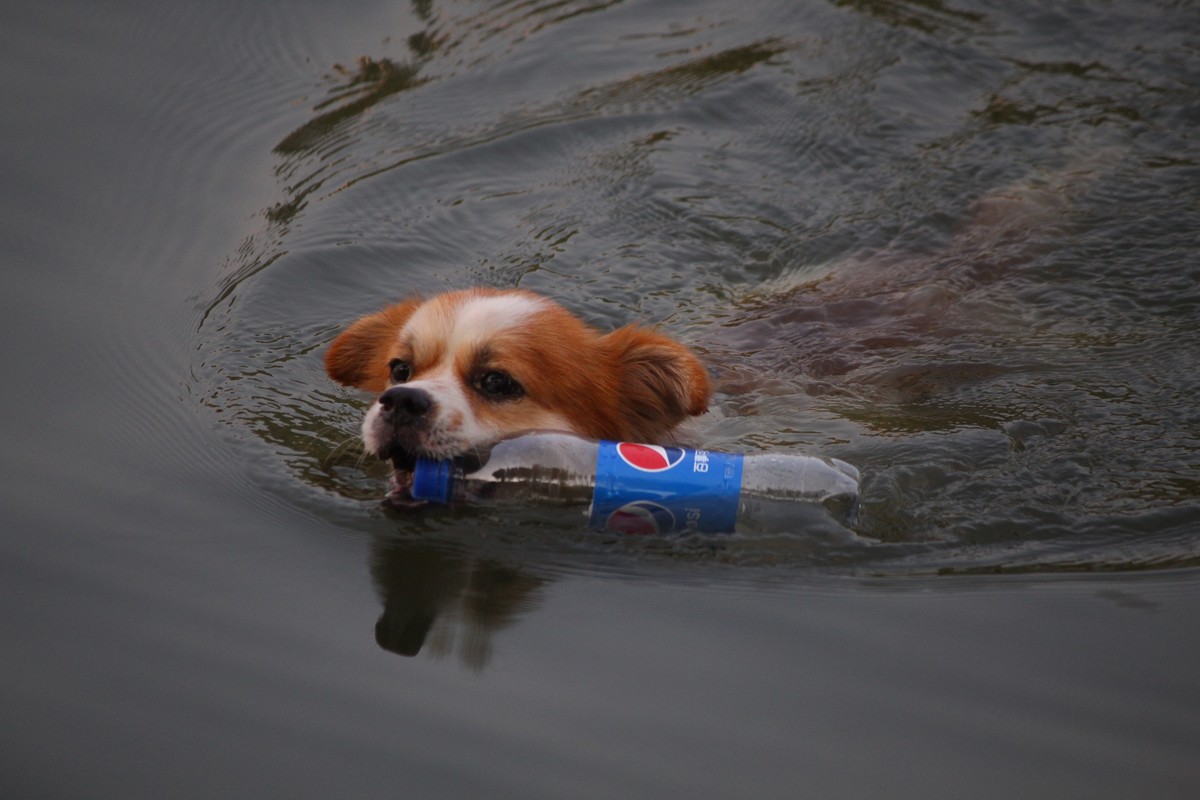 花地河的狗狗清道夫