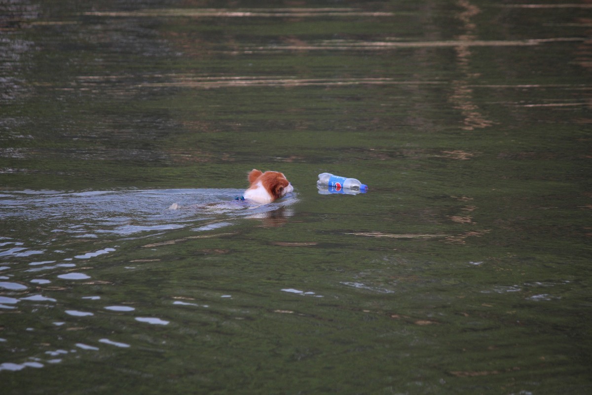 花地河的狗狗清道夫