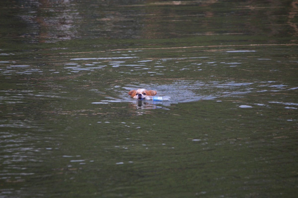 花地河的狗狗清道夫