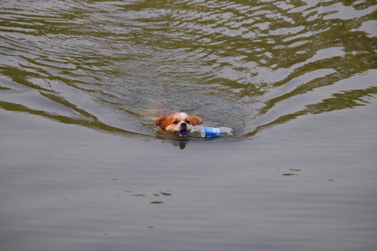 花地河的狗狗清道夫