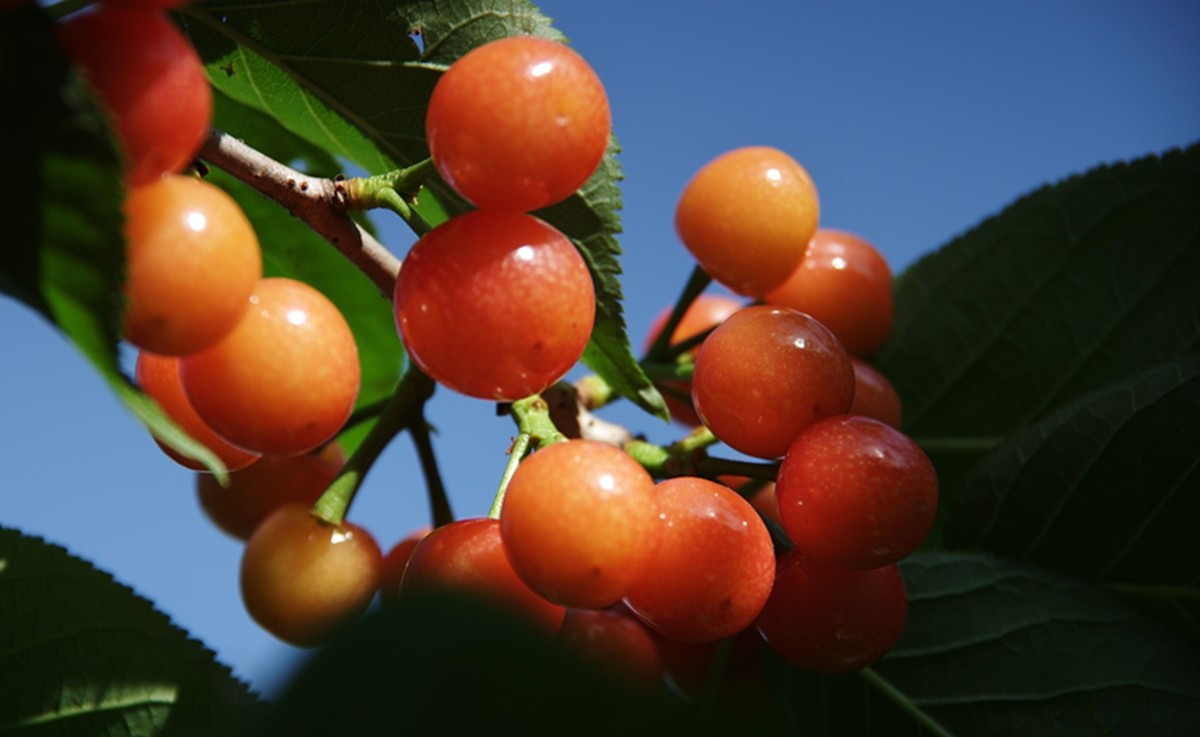 樱桃正红时（一）