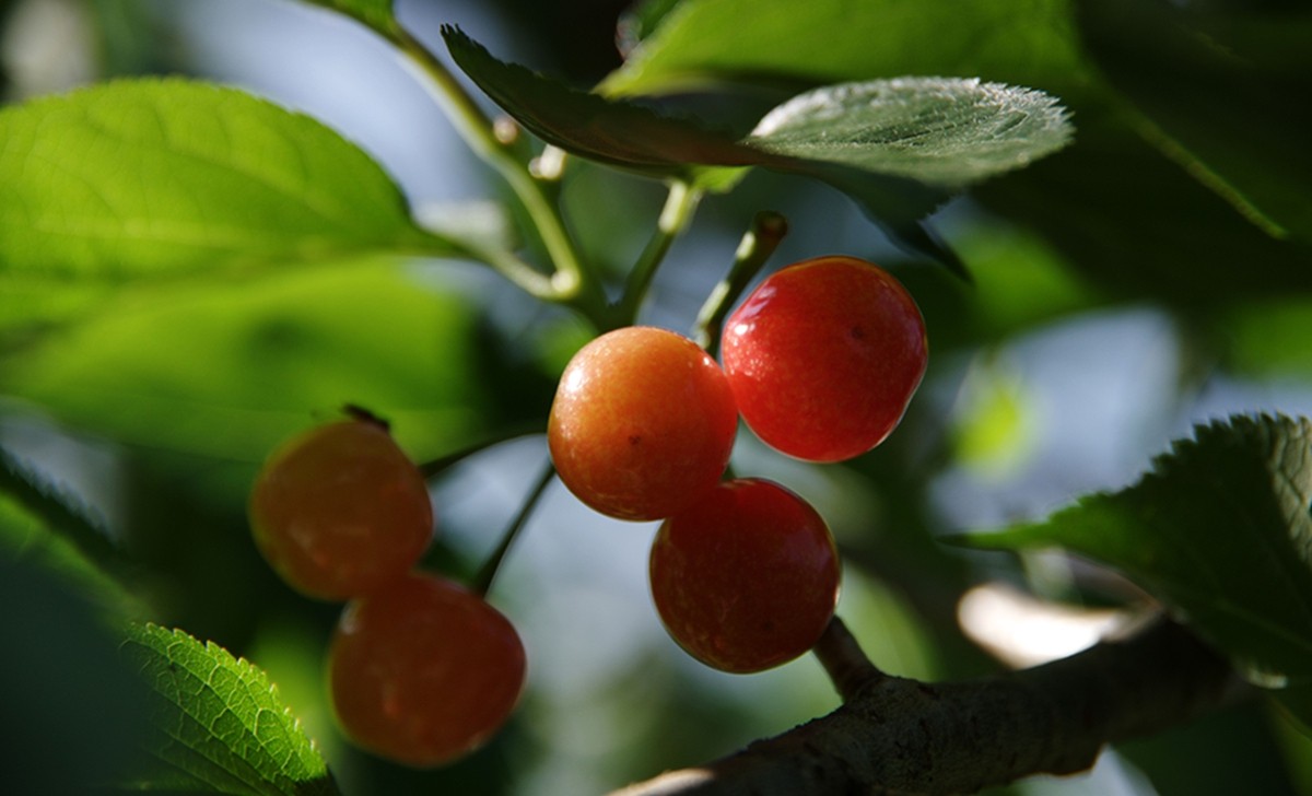 樱桃正红时（一）