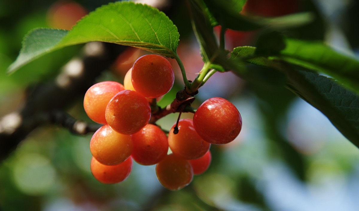 樱桃正红时（一）