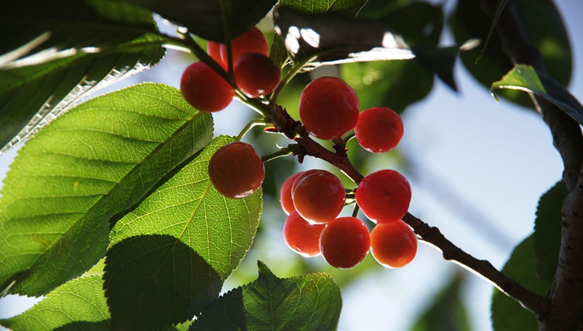 樱桃正红时（一）