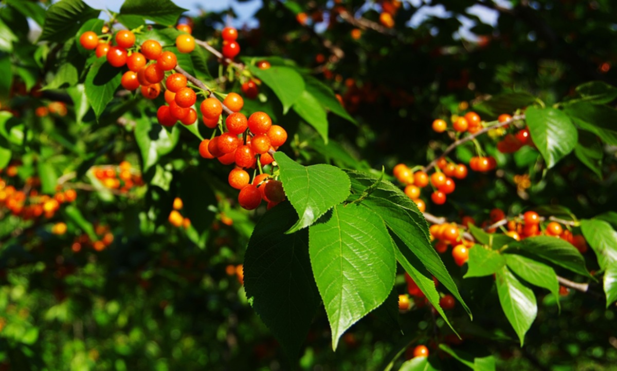 樱桃正红时（一）