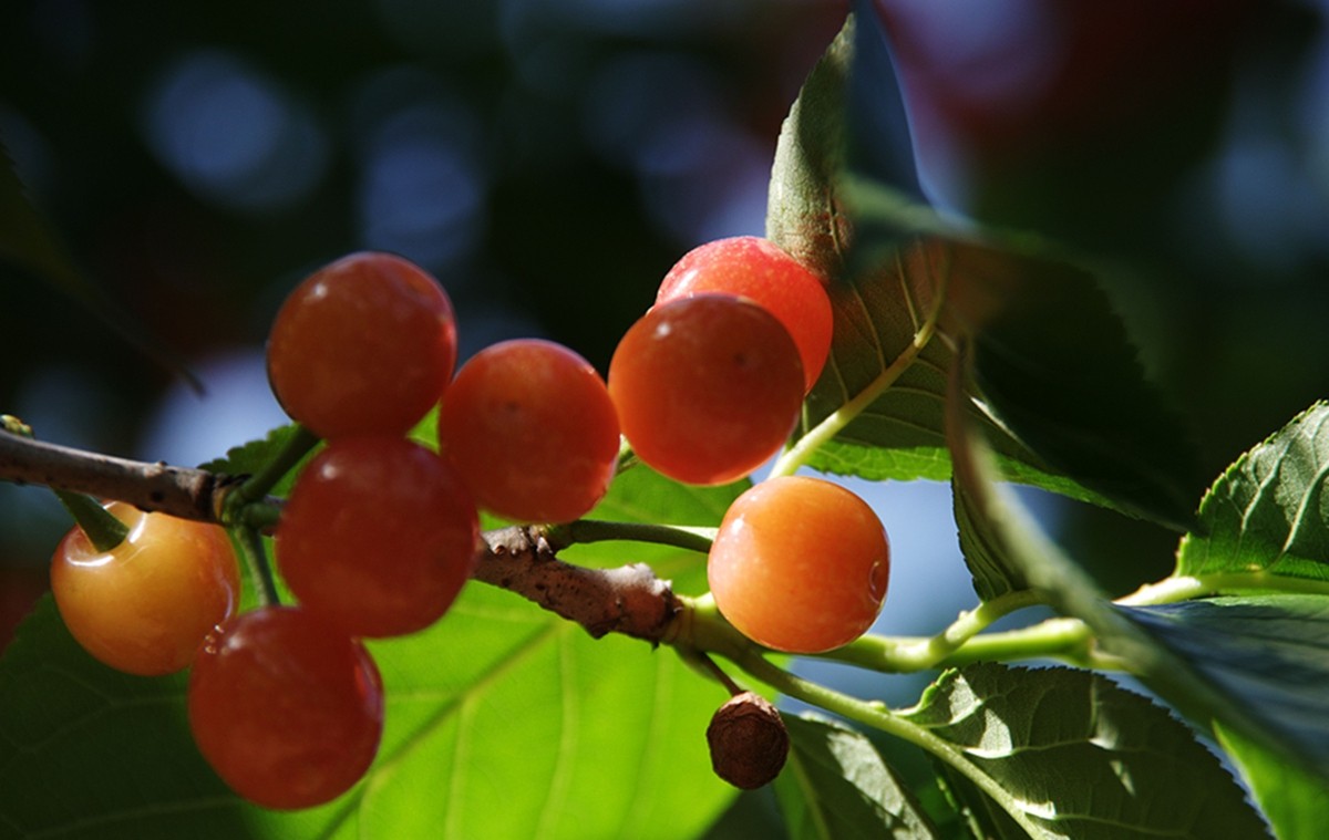 樱桃正红时（一）
