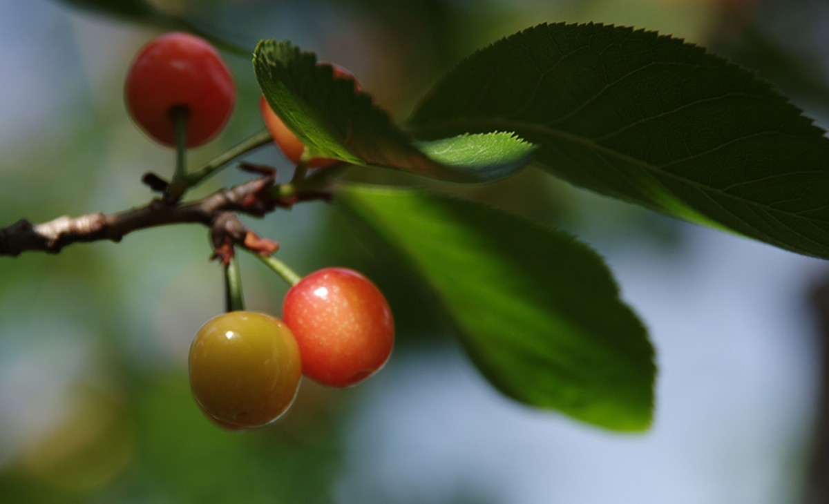 樱桃正红时（一）
