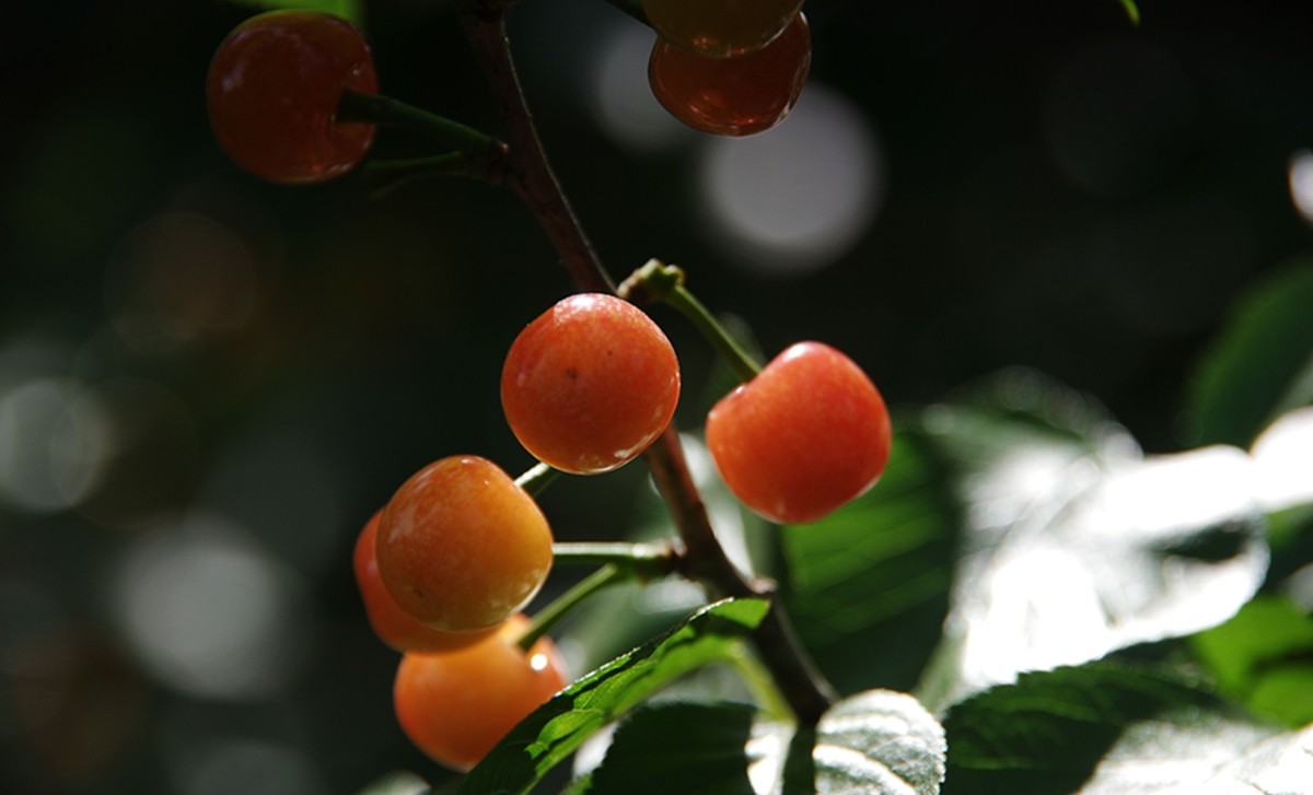 樱桃正红时（一）