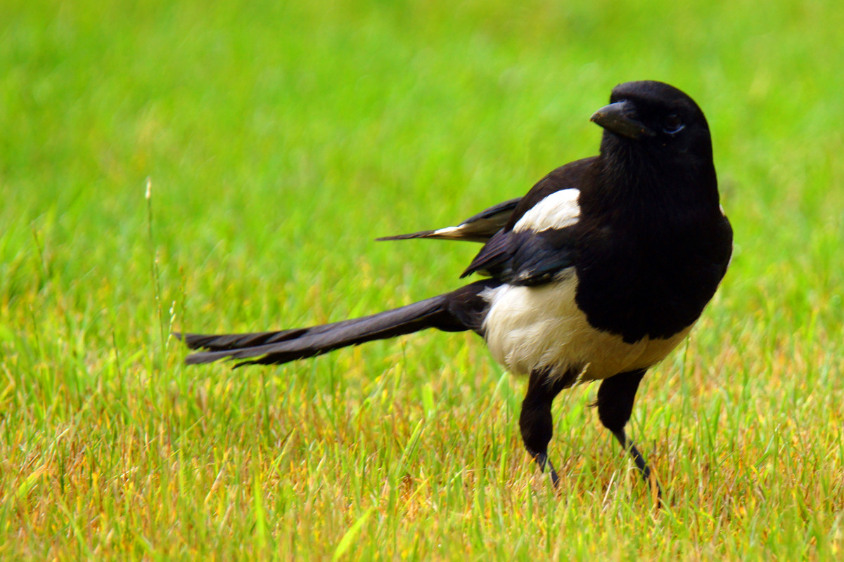 出门见喜——拍喜鹊