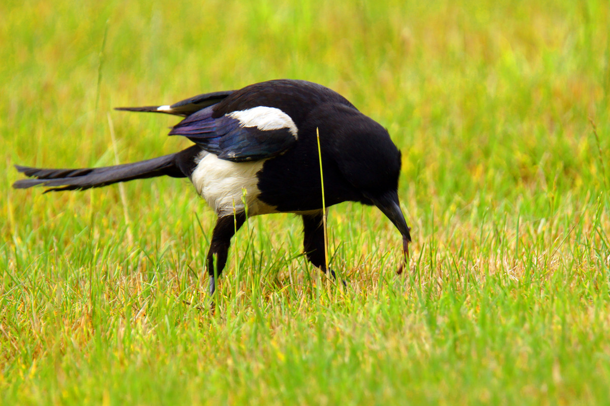 出门见喜——拍喜鹊