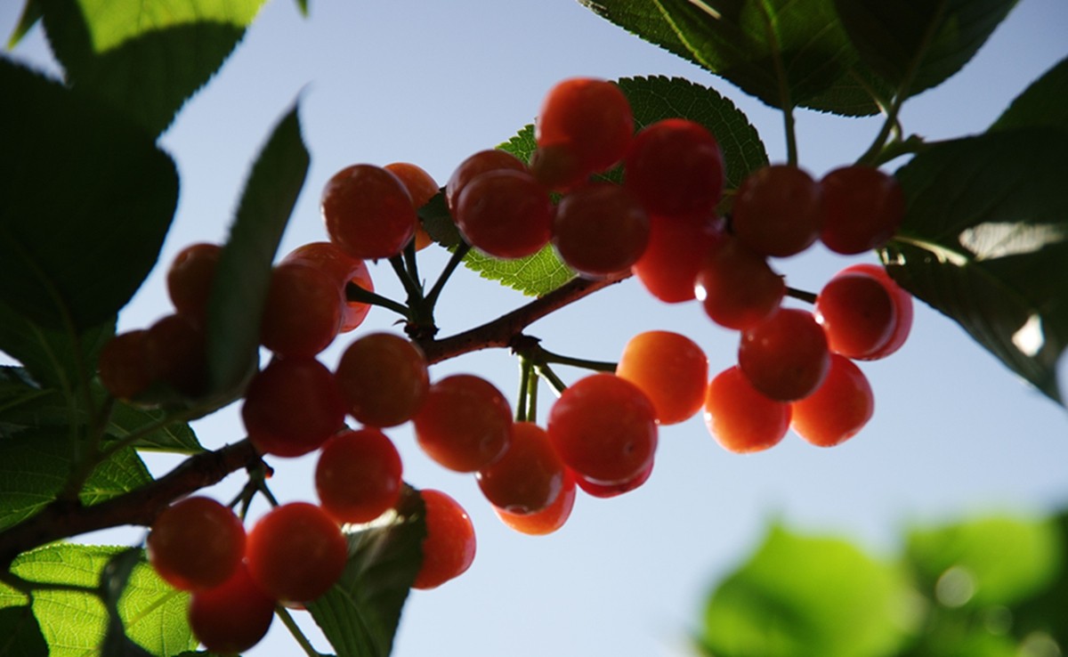 樱桃正红时（一）