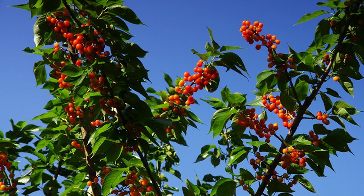 樱桃正红时（一）