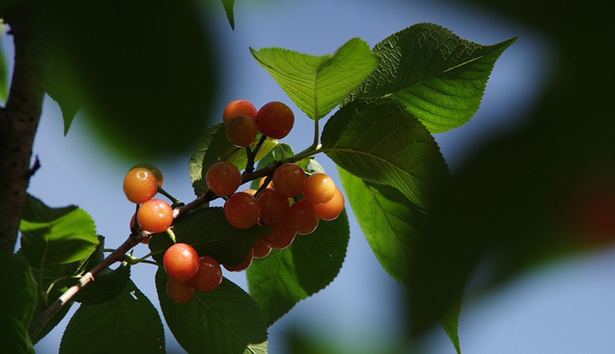 樱桃正红时（一）