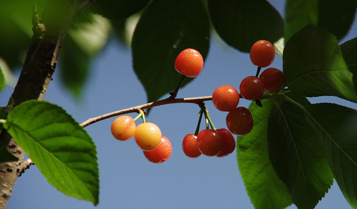 樱桃正红时（一）