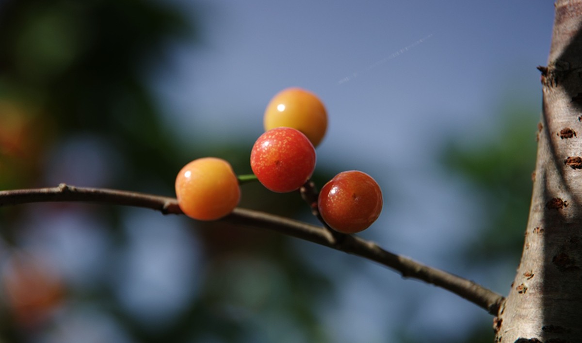 樱桃正红时（一）