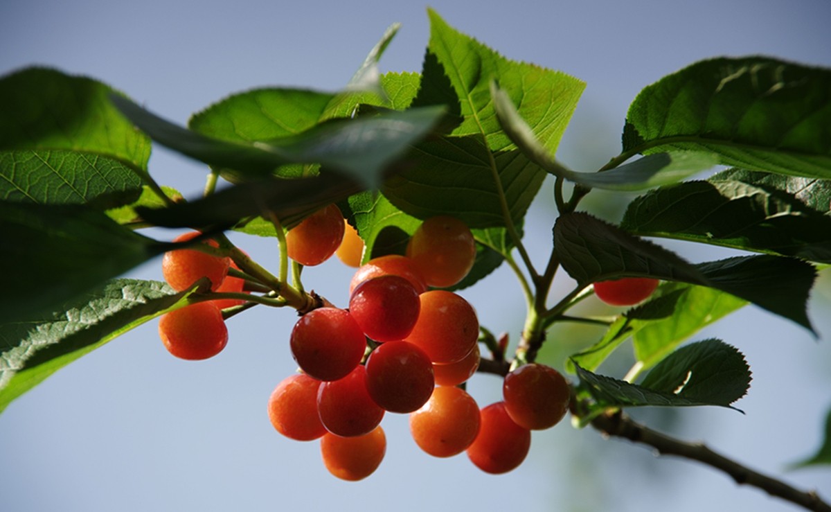 樱桃正红时（一）