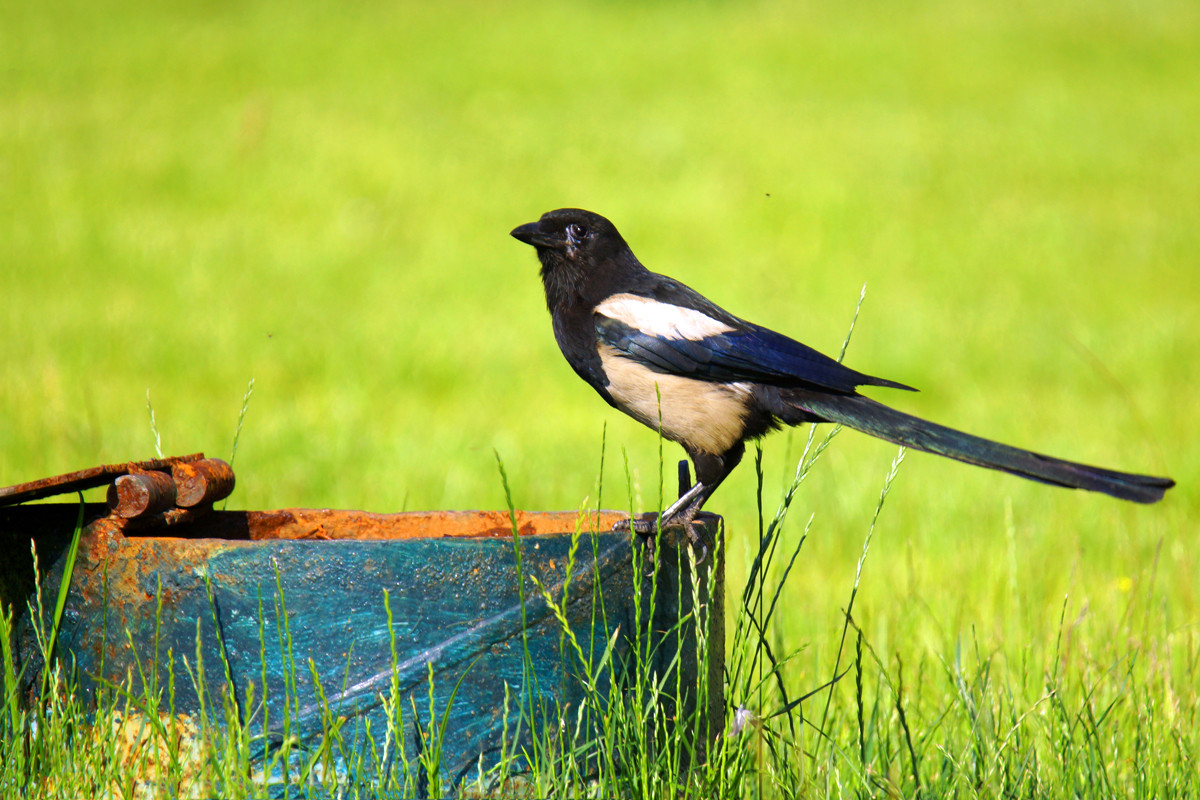 出门见喜——拍喜鹊