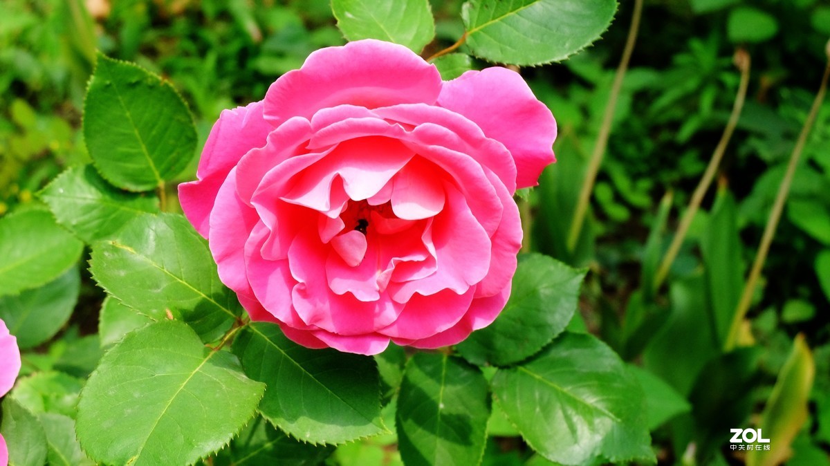 俺爸妈家窗前园子里的月季花盛开……