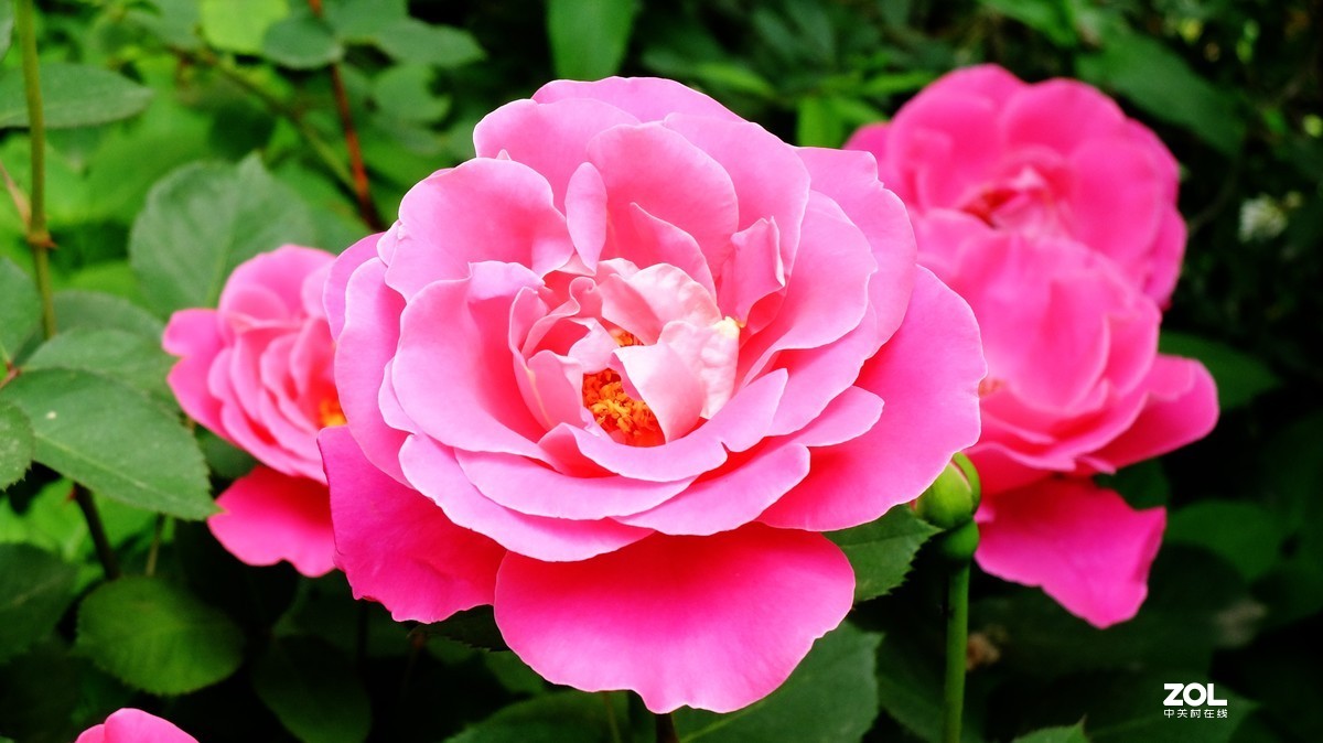 俺爸妈家窗前园子里的月季花盛开……