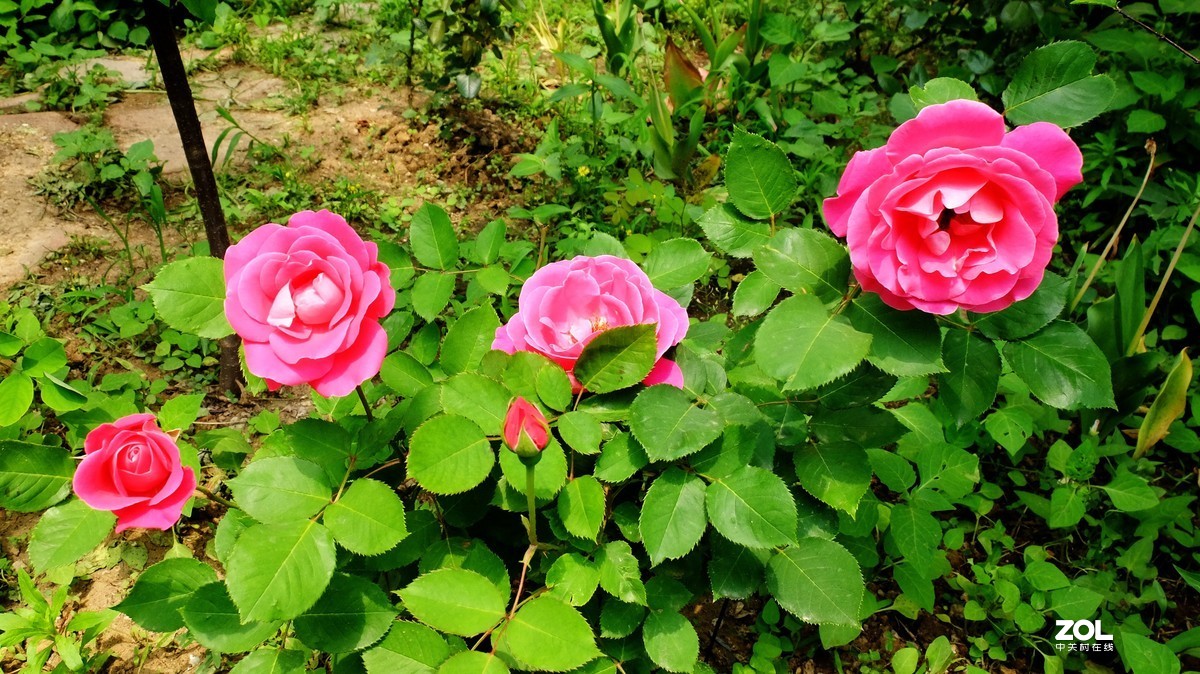 俺爸妈家窗前园子里的月季花盛开……