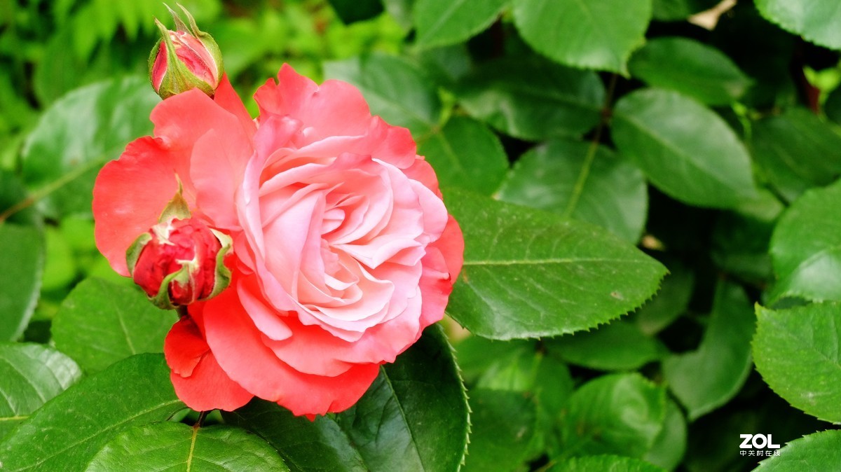 俺爸妈家窗前园子里的月季花盛开……