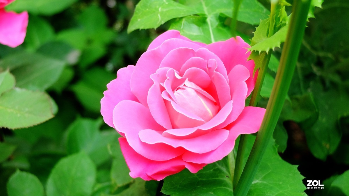 俺爸妈家窗前园子里的月季花盛开……