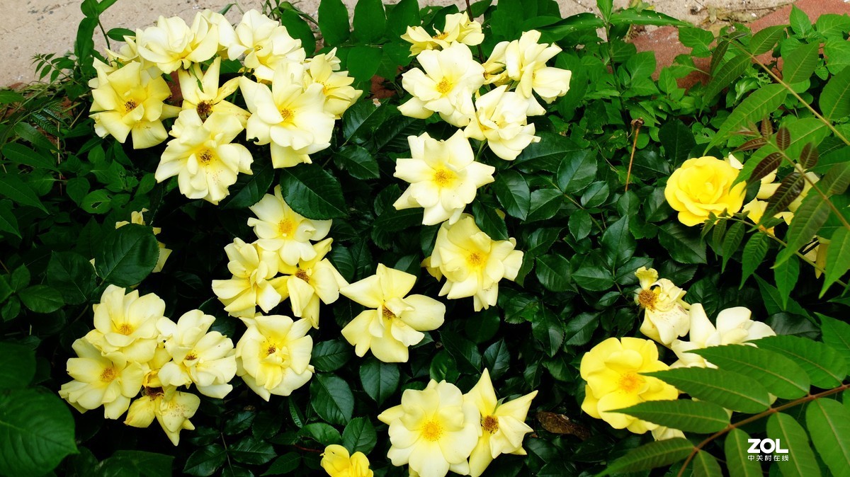 俺爸妈家窗前园子里的月季花盛开……