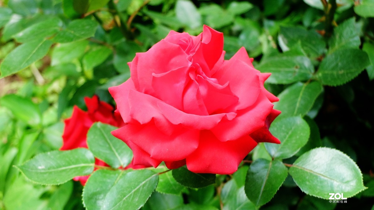 俺爸妈家窗前园子里的月季花盛开……