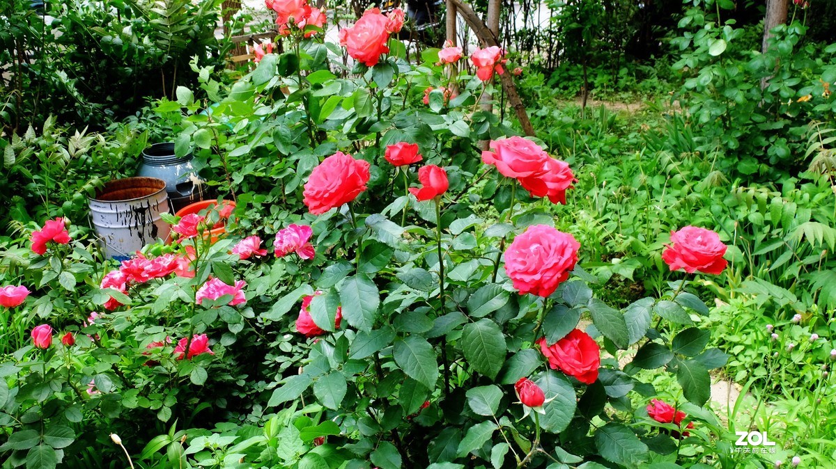 俺爸妈家窗前园子里的月季花盛开……