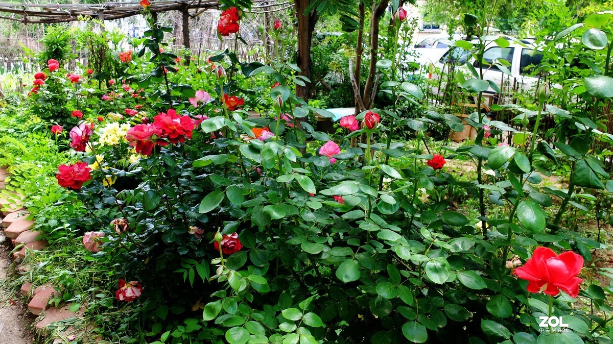 俺爸妈家窗前园子里的月季花盛开……