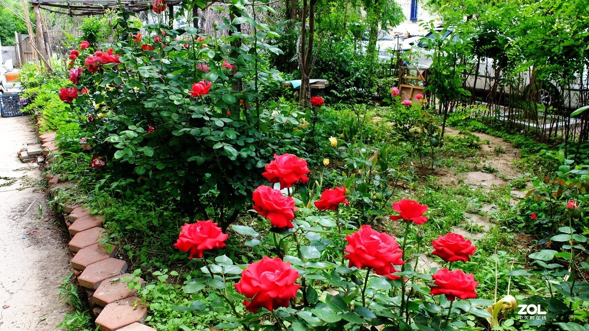 俺爸妈家窗前园子里的月季花盛开……