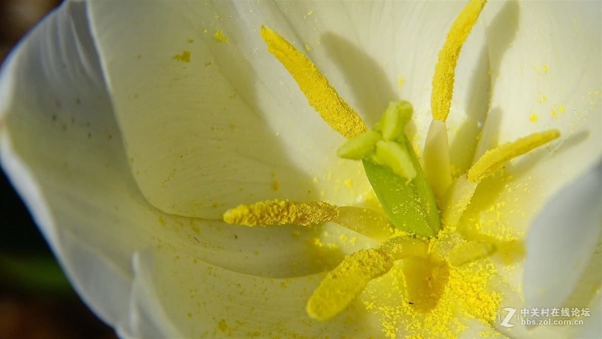 郁金香花蕊要剪掉么图片