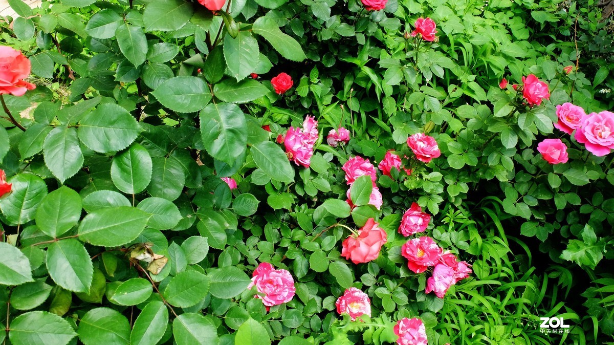 俺爸妈家窗前园子里的月季花盛开……