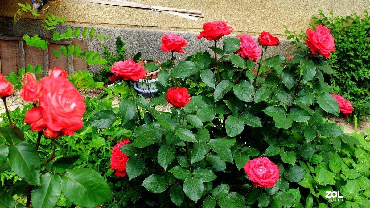 俺爸妈家窗前园子里的月季花盛开……