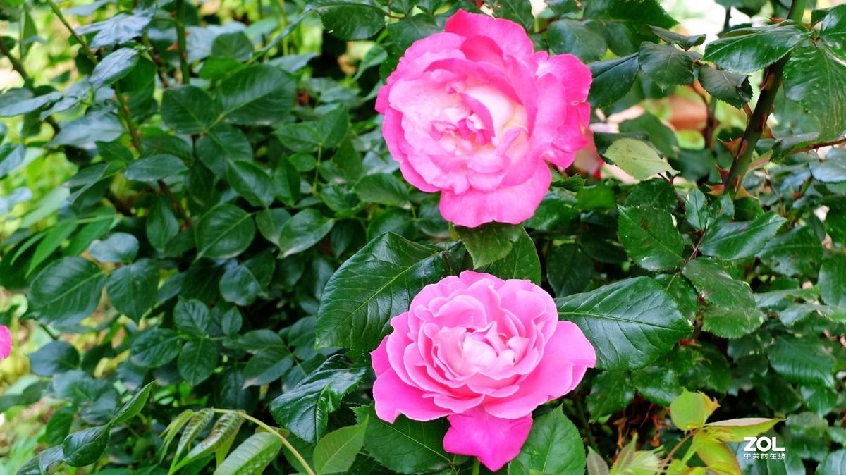 俺爸妈家窗前园子里的月季花盛开……